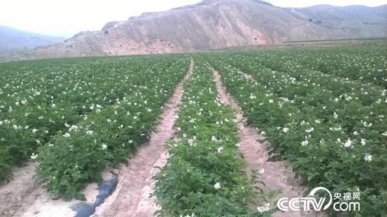 On the yellow land, potato is a green plant with small white flowers, which Zhang Shou thinks symbolizes hope.
