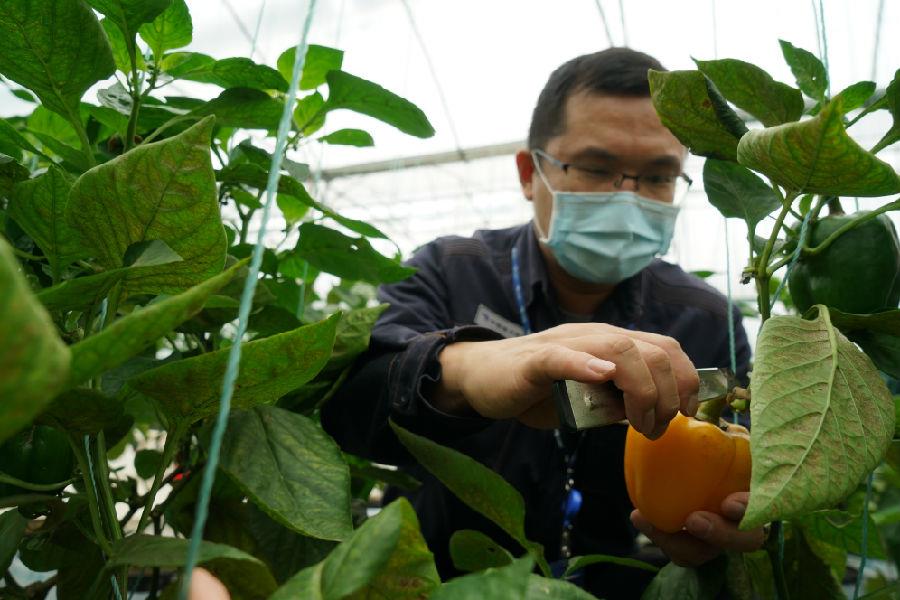 Affected by the epidemic situation, the poverty-stricken colored peppers were unsalable. Gao Feng helped the villagers to pick colored peppers while trying to solve the problem with the village name. Tan Maozhen photo