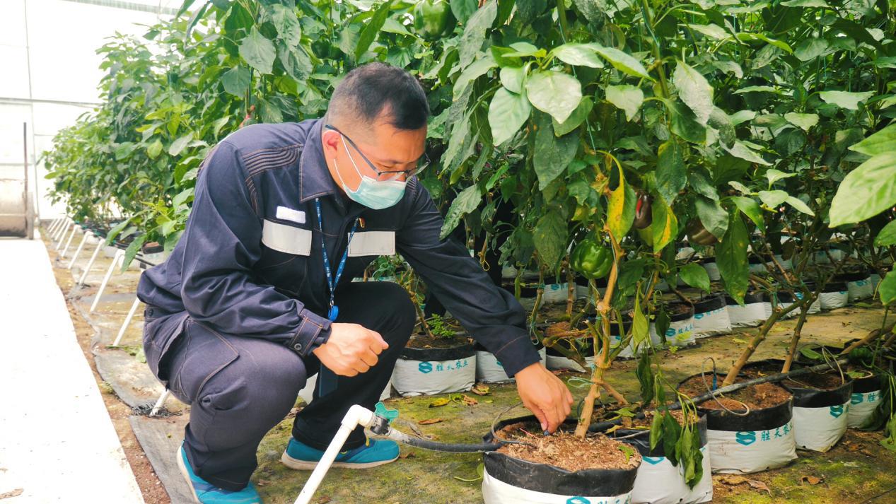 Gao Feng regards the crop seedlings of poverty-stricken households as children. Tan Maozhen photo