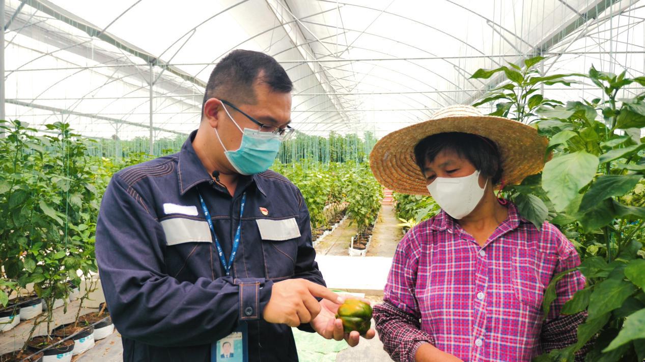 During the epidemic, Gao Feng drove back to Lindong Village, Zhaoqing City, a designated poverty alleviation village, and studied the varieties of colored peppers in the greenhouse with farmers during the spring ploughing. Tan Maozhen photo